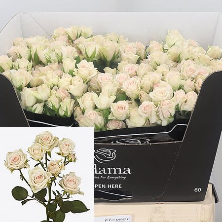 Rose Spray Nikita