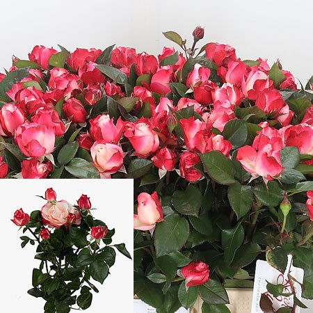 Rose Spray Nostalgie