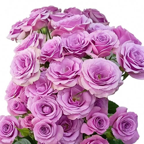 Rose Spray Nova Rosever