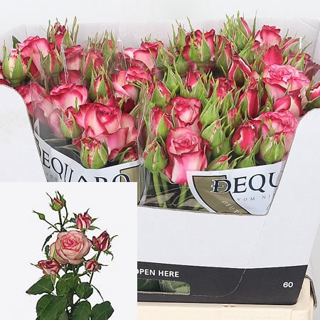 Rose Spray Paloma
