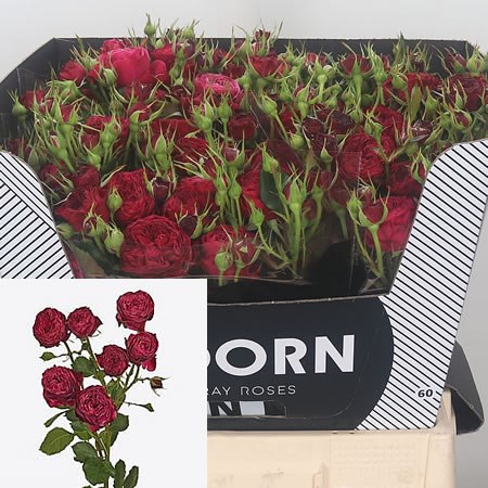 Rose Spray Party Trendsetter