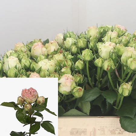 Rose Spray Pashmina Summer
