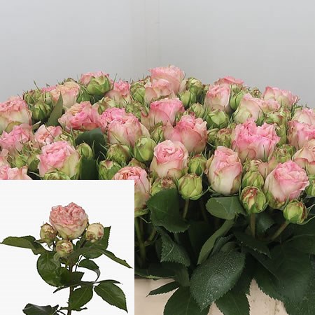 Rose Spray Pashmina Summer