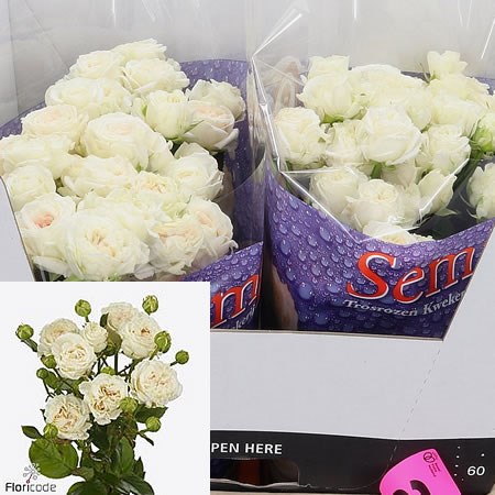 Rose Spray Pearl Diamond