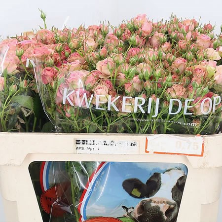 Rose Spray Pepita
