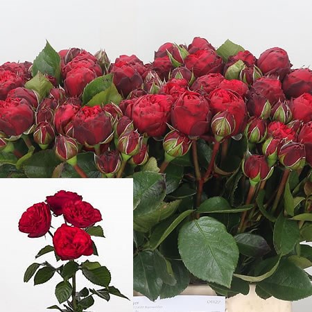 Rose Spray Piano Freiland 40cm | Wholesale Dutch Flowers & Florist
