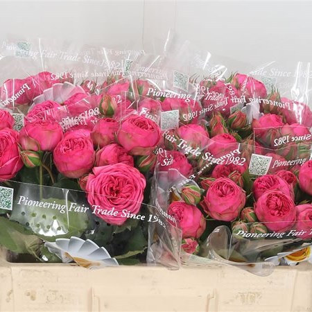 Rose Spray Piano Pink 60cm | Wholesale Dutch Flowers & Florist