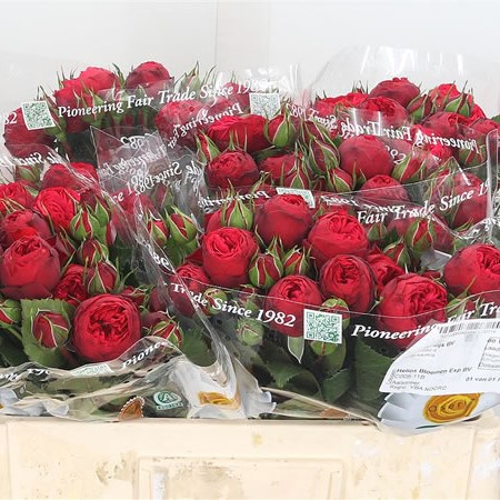 Rose Spray Piano Red