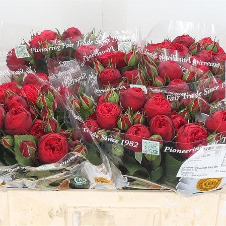 Rose Spray Piano Red