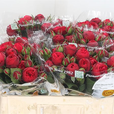 Red Piano Spray Roses Box