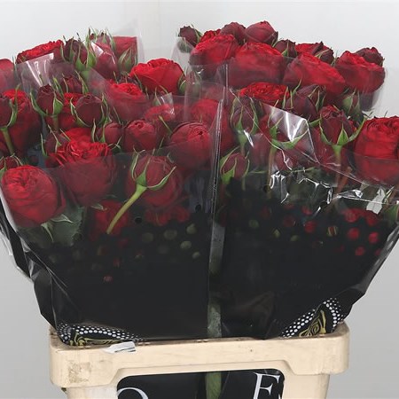 Rose Spray Piano Red (Ecuador)