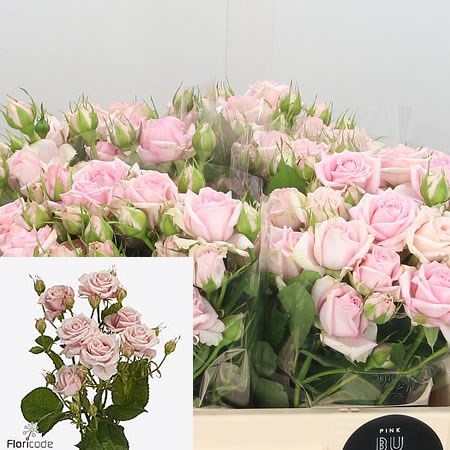 Rose Spray Pink Bubbles