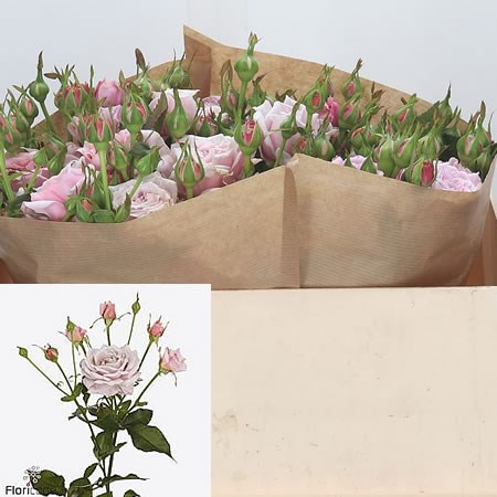 Rose Spray Pink Essence
