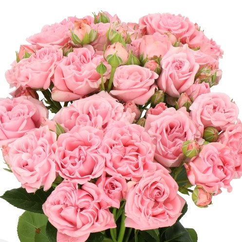 Rose Spray Pink Flow
