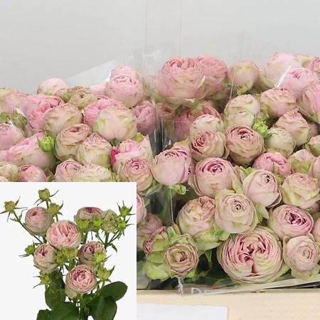 Rose Spray Pink Lace