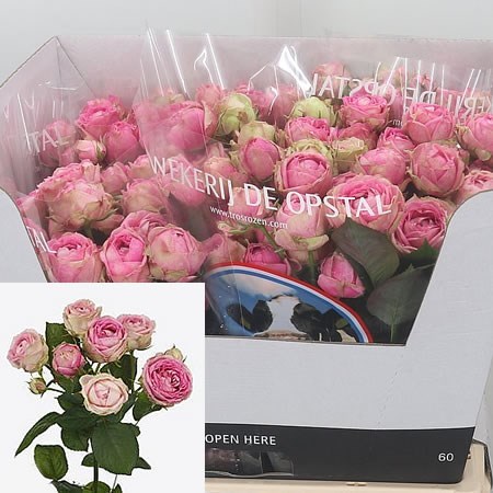 Rose Spray Pink Marbles