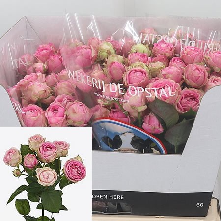 Rose Spray Pink Marbles