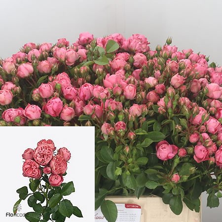 Rose Spray Playful Rokoko