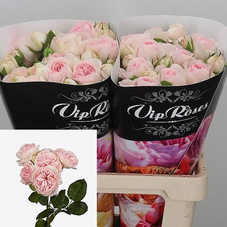 Rose Spray Pomponella Summerhouse