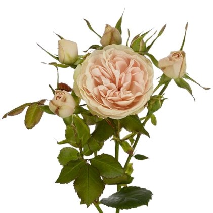 Rose Spray Porzellan Rokoko