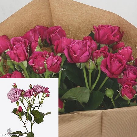 Rose Spray Purple Essence