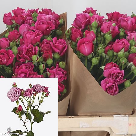 Rose Spray Purple Essence