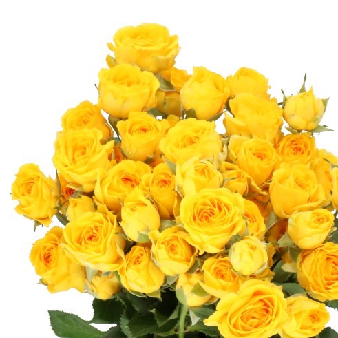 Rose Spray Ramona