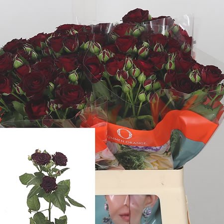 Rose Spray Red Sensation