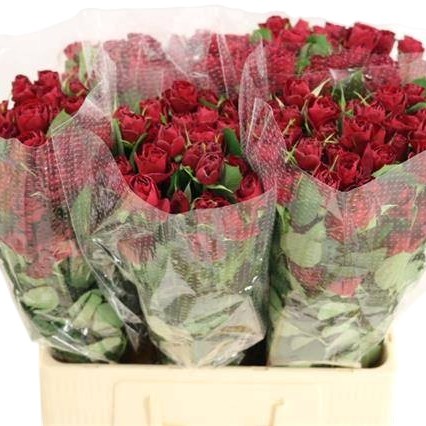 Rose Spray Red Trendsetter