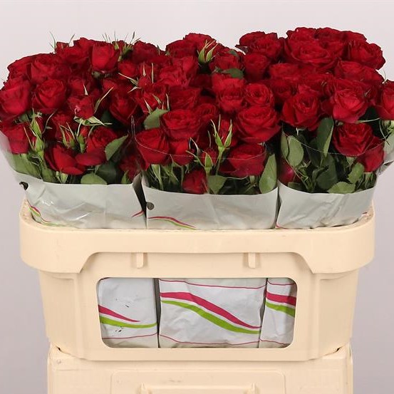 Rose Spray Red Trendsetter