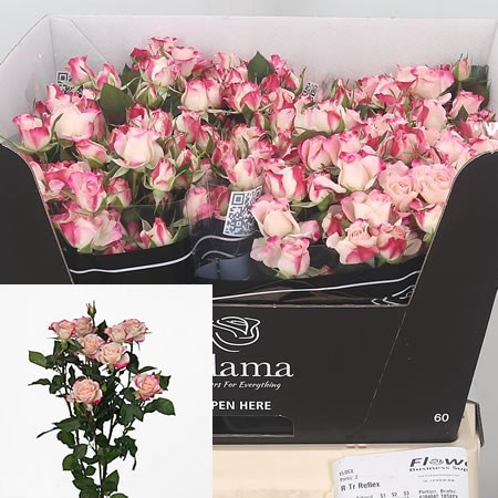 Rose Spray Reflex