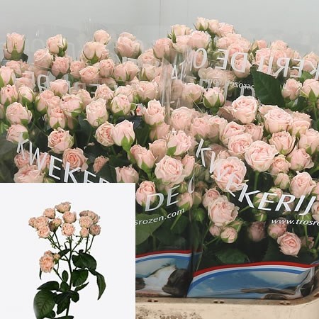 Rose Spray Romantic Bubbles