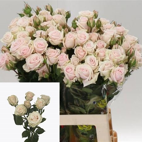Rose Spray Royal Porcelina
