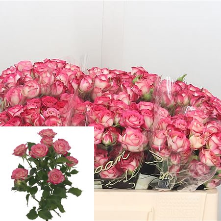 Rose Spray Safina