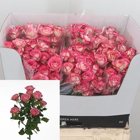 Rose Spray Safina