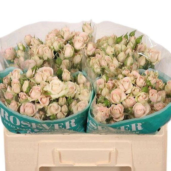 Rose Spray Sahara Rosever