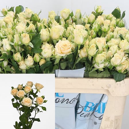 Rose Spray Salinero