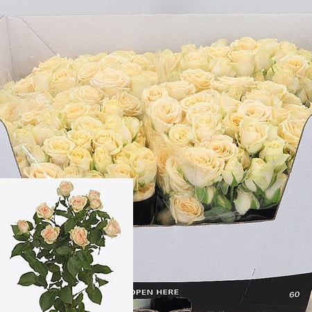 Rose Spray Sancerre