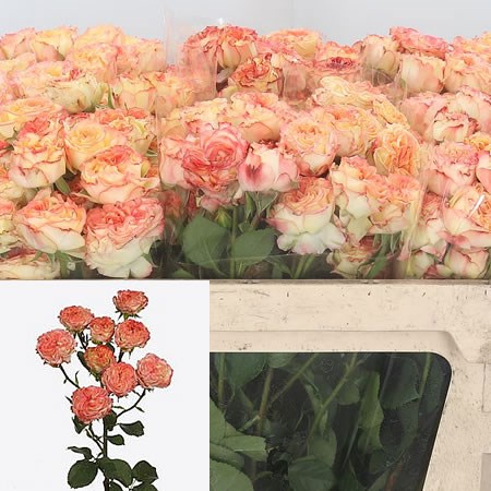 Rose Spray Show Flow