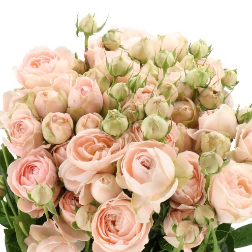 Rose Spray Silva Sweet