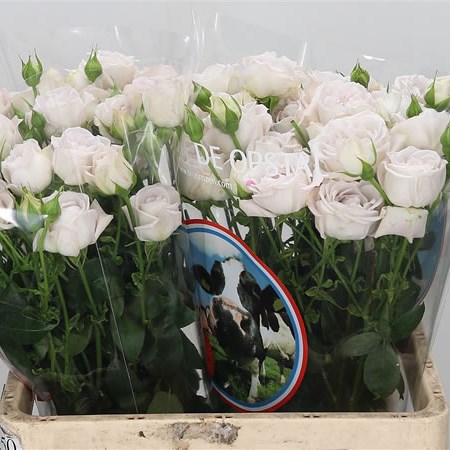 Rose Spray Silver Bubbles