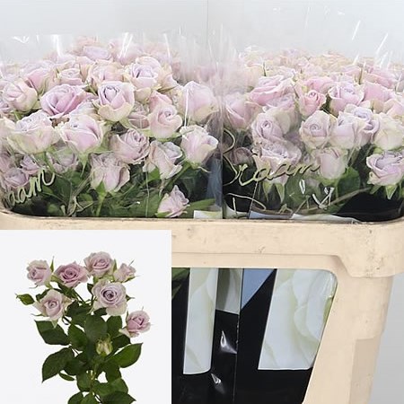 Rose Spray Silver Shadow