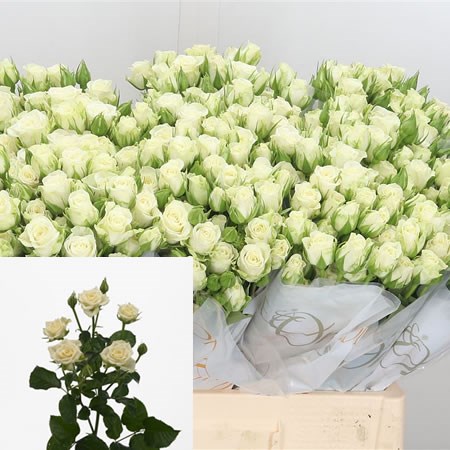 rose rose✨ Rose Spray Snowflake 60cm | Wholesale Dutch Flowers