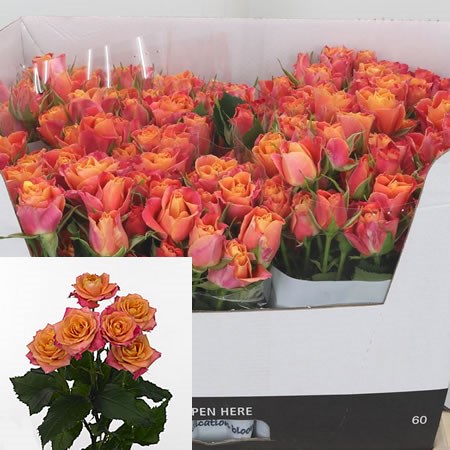 Rose Spray Sonora
