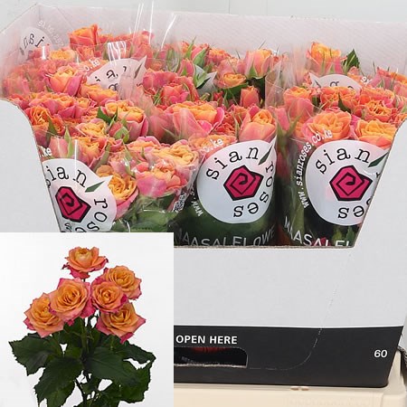 Rose Spray Sonora