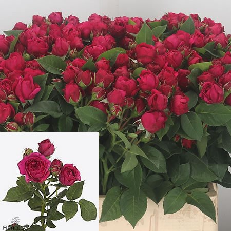 Rose Spray Sophie Luise