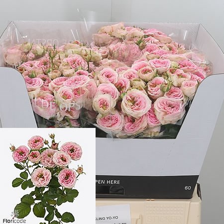 Rose Spray Sparkling Yo-yo