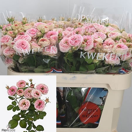Rose Spray Sparkling Yo-yo