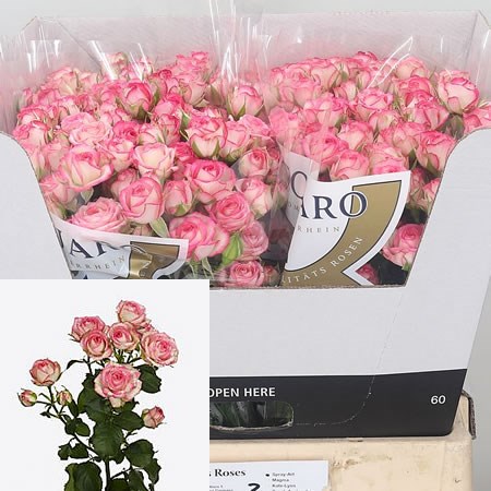 Rose Spray Spray Art
