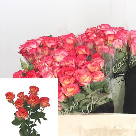 Rose Spray Summer Dance